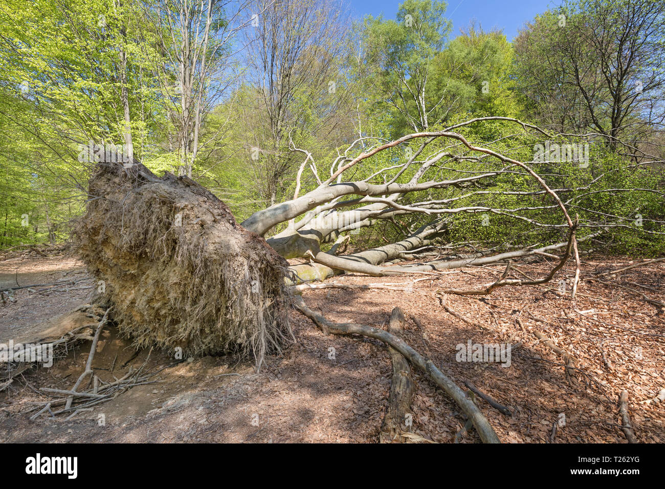 Il vento soffiare appiattisce tree Foto Stock