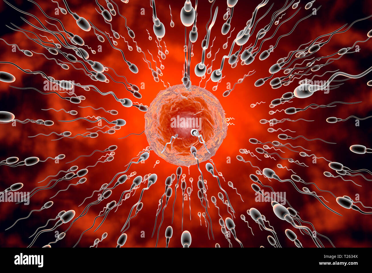 3D reso illustrazione, visualizzazione di cellule spermatiche racing ad un uovo per concimare Foto Stock