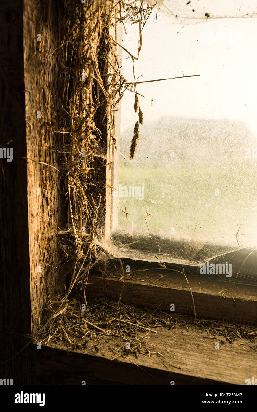 Close-up di tradizionale fattoria barn finestra con paglia, ragnatele e luce proveniente attraverso la finestra Foto Stock