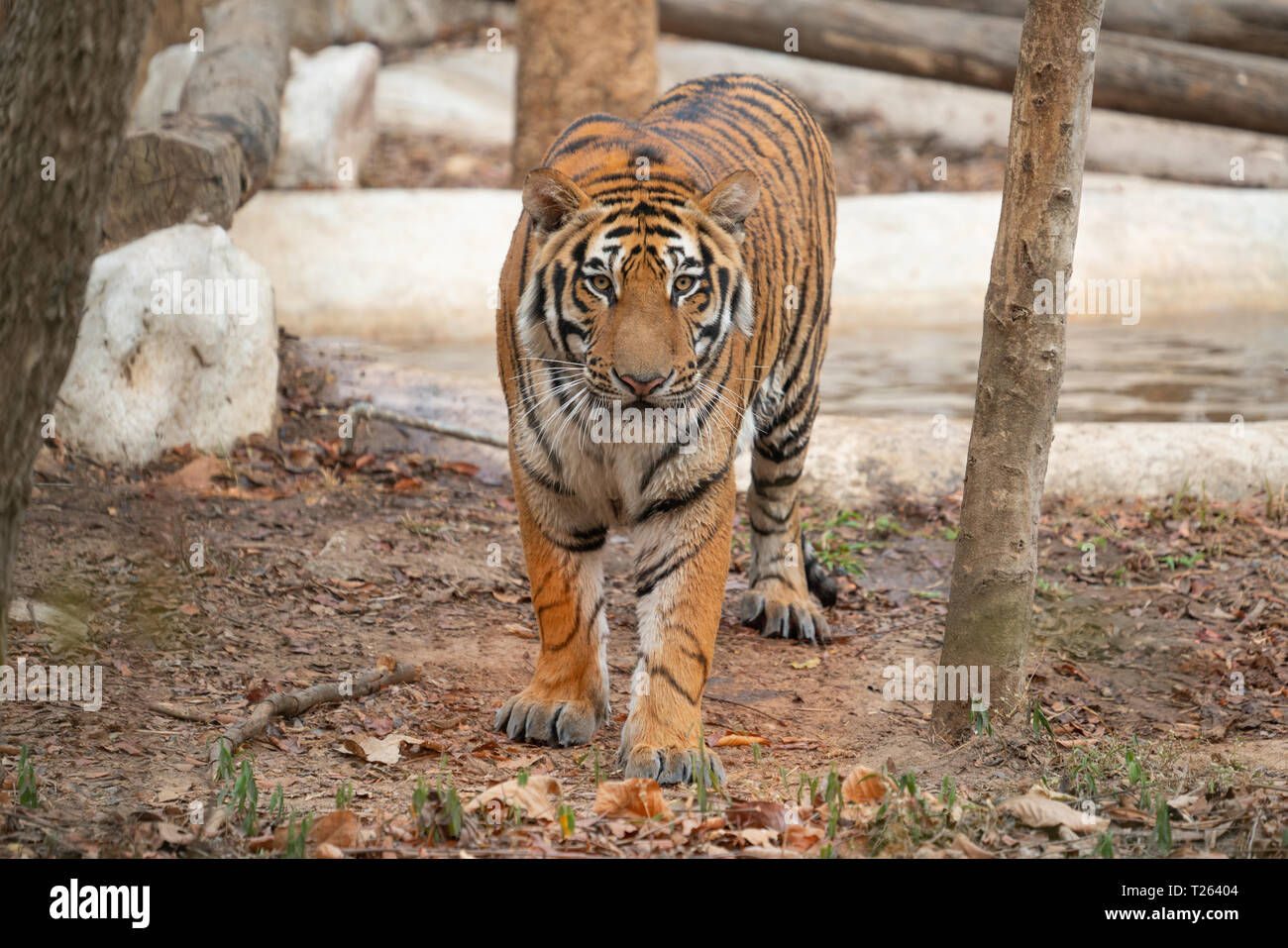 Tigre del Bengala in zoo (Panthera tigris) Foto Stock