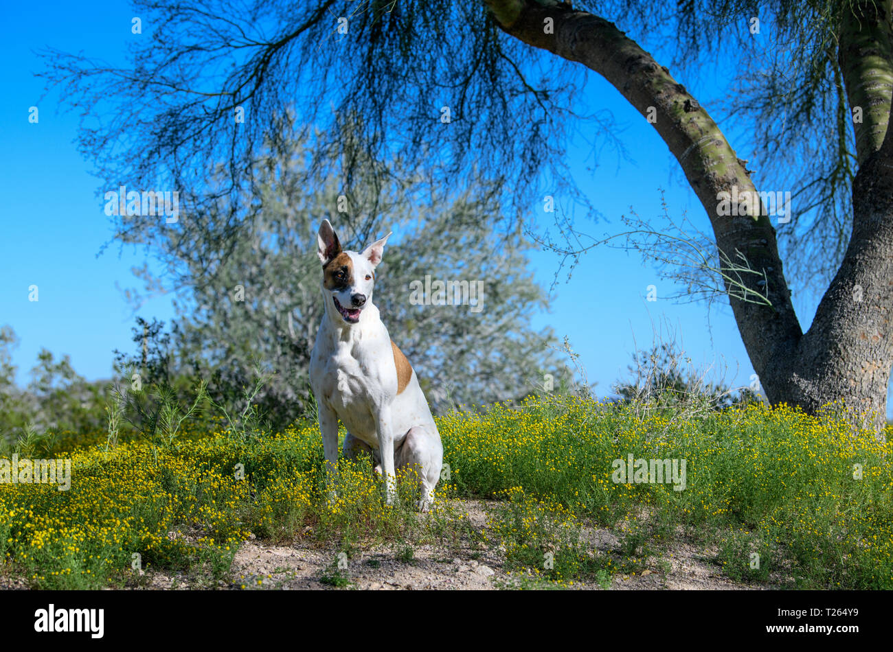 Cane nel deserto durante un super bloom Foto Stock