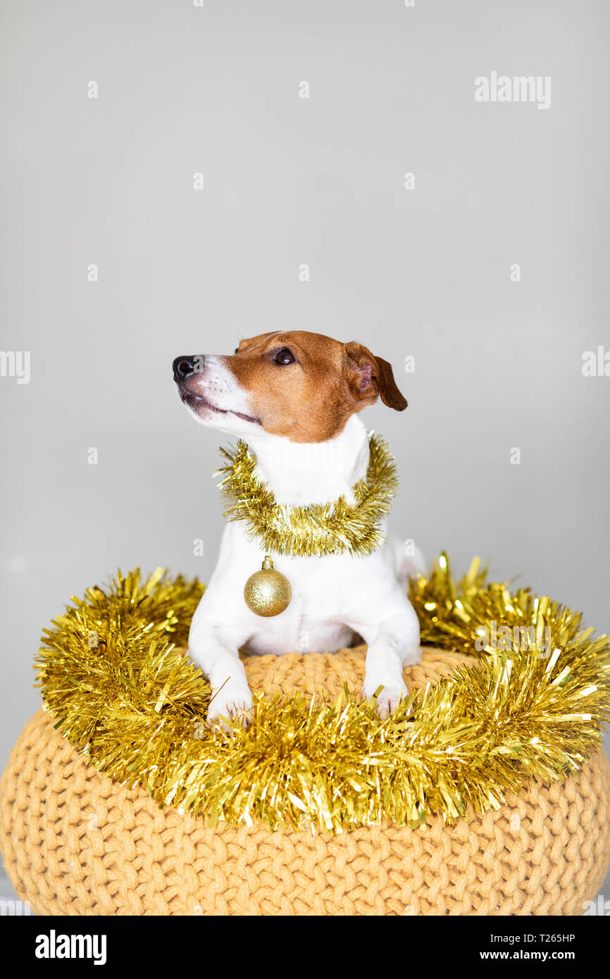 Gog indossando ghirlanda dorata e Natale pallina Foto Stock