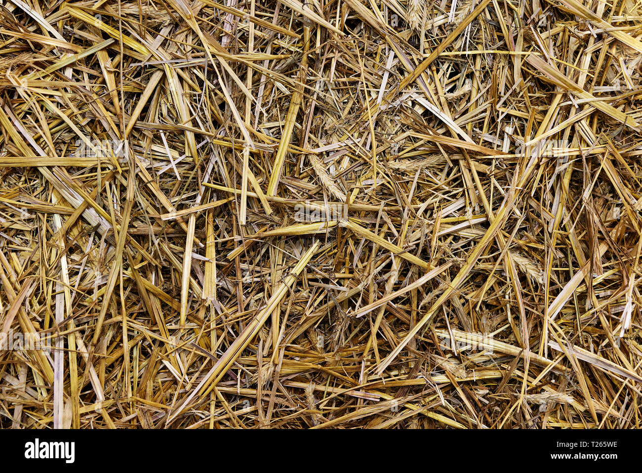 In prossimità di una cannuccia texture di sfondo (alta dettagli). Foto Stock