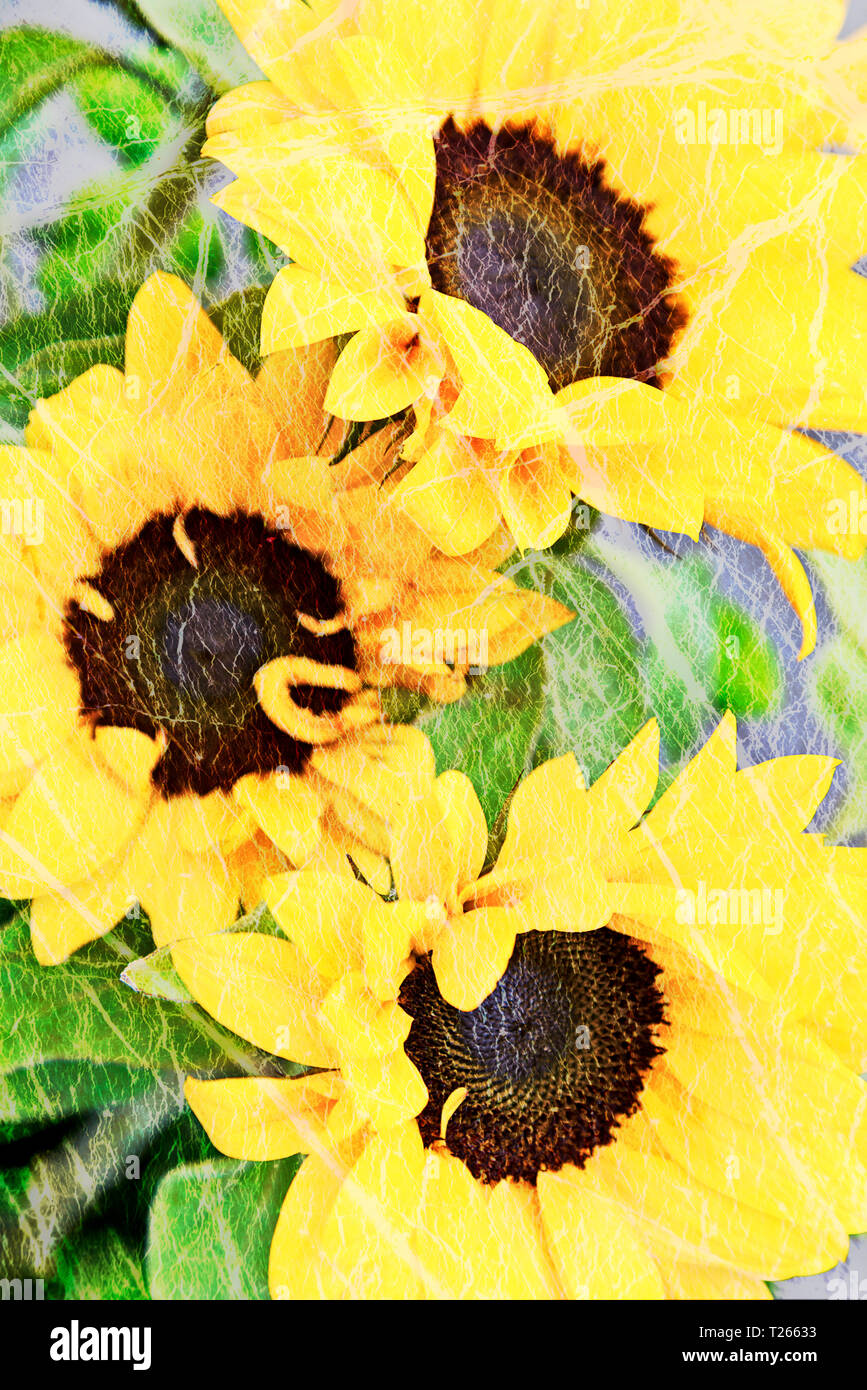 Visione artistica di un bel bouquet di fioritura di girasoli (blended con texture layer). Foto Stock