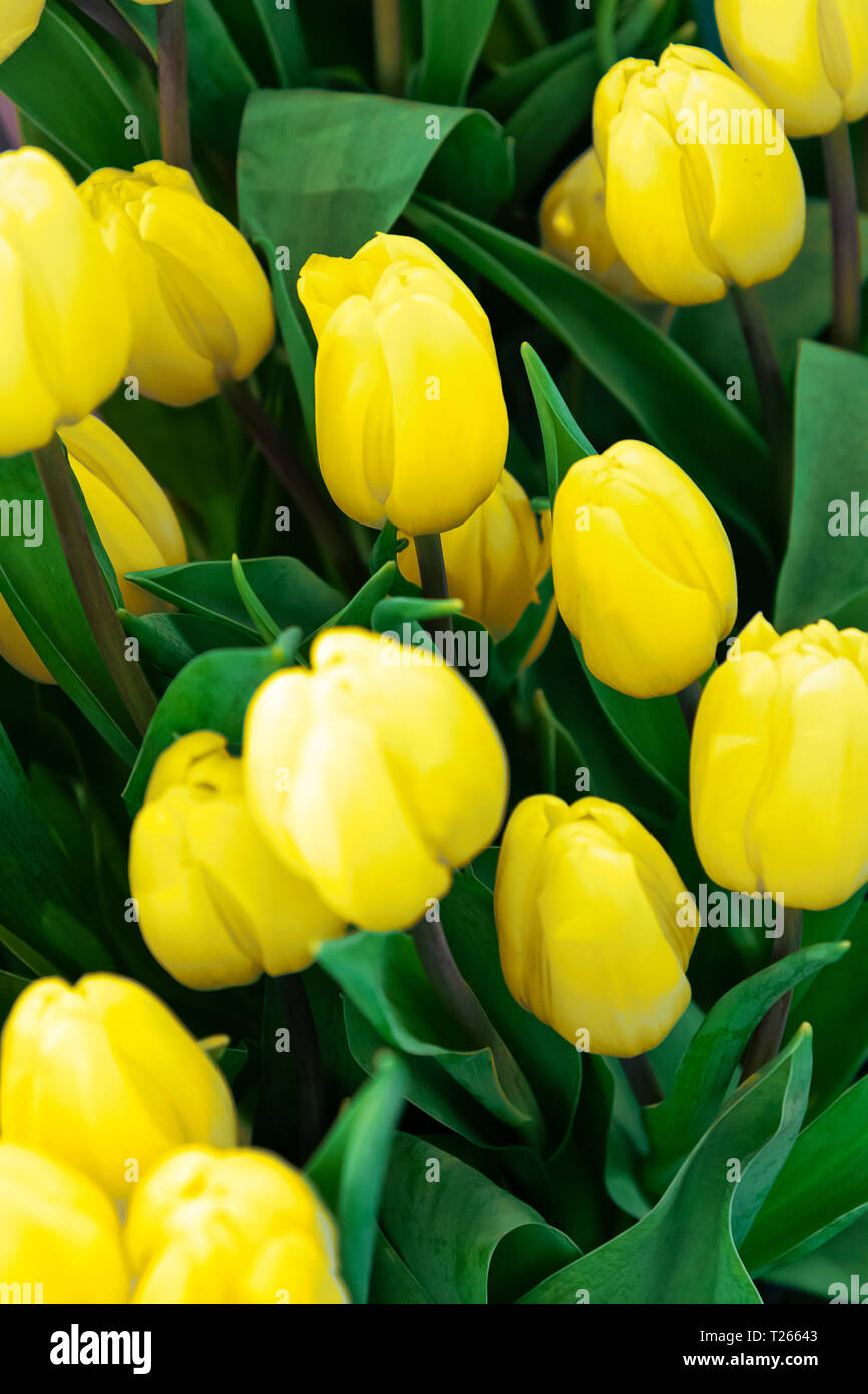 Piantagione di freschi tulipani gialli fiori come un frame completo sfondo  floreale Foto stock - Alamy