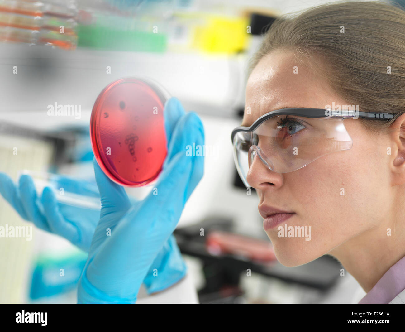 Scienziato esaminando le culture in crescita in piastre di Petri in laboratorio Foto Stock