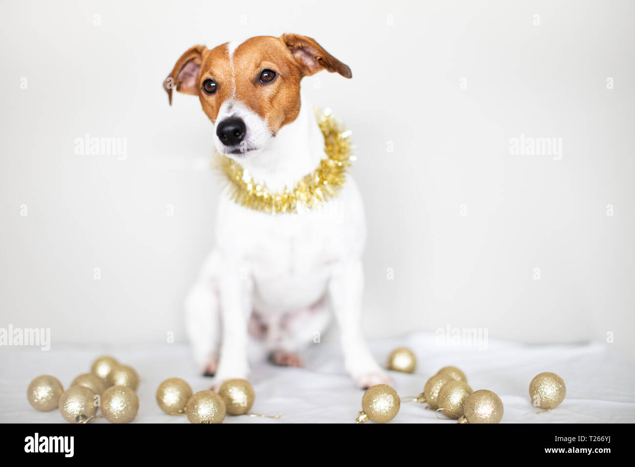 Ritratto di cane indossando ghirlanda dorata Foto Stock
