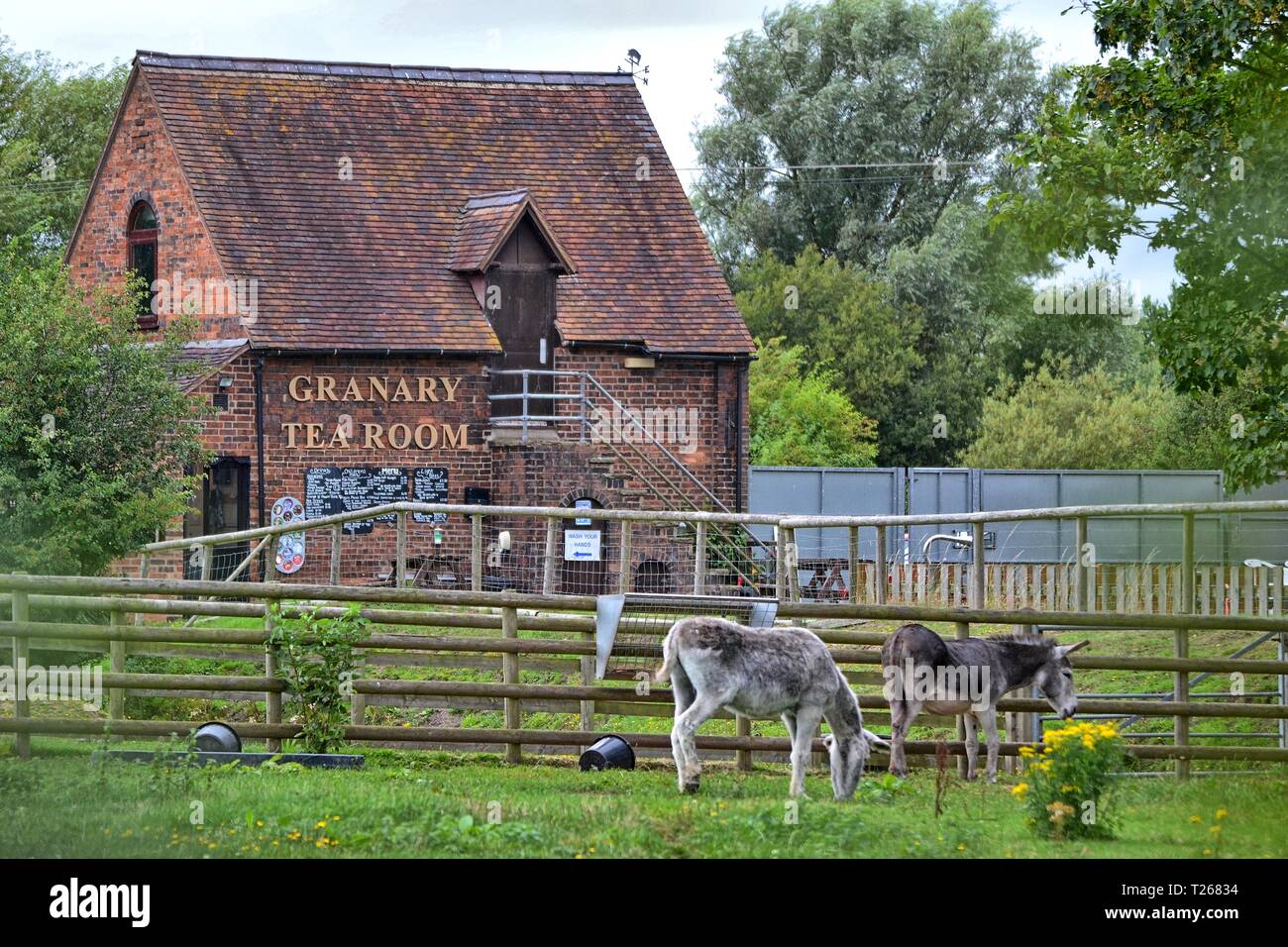 Asini in Broomey Croft Childrens Farm, accanto al granaio sala da tè di acqua di Kingsbury Park, North Warwickshire, Inghilterra, Regno Unito Foto Stock