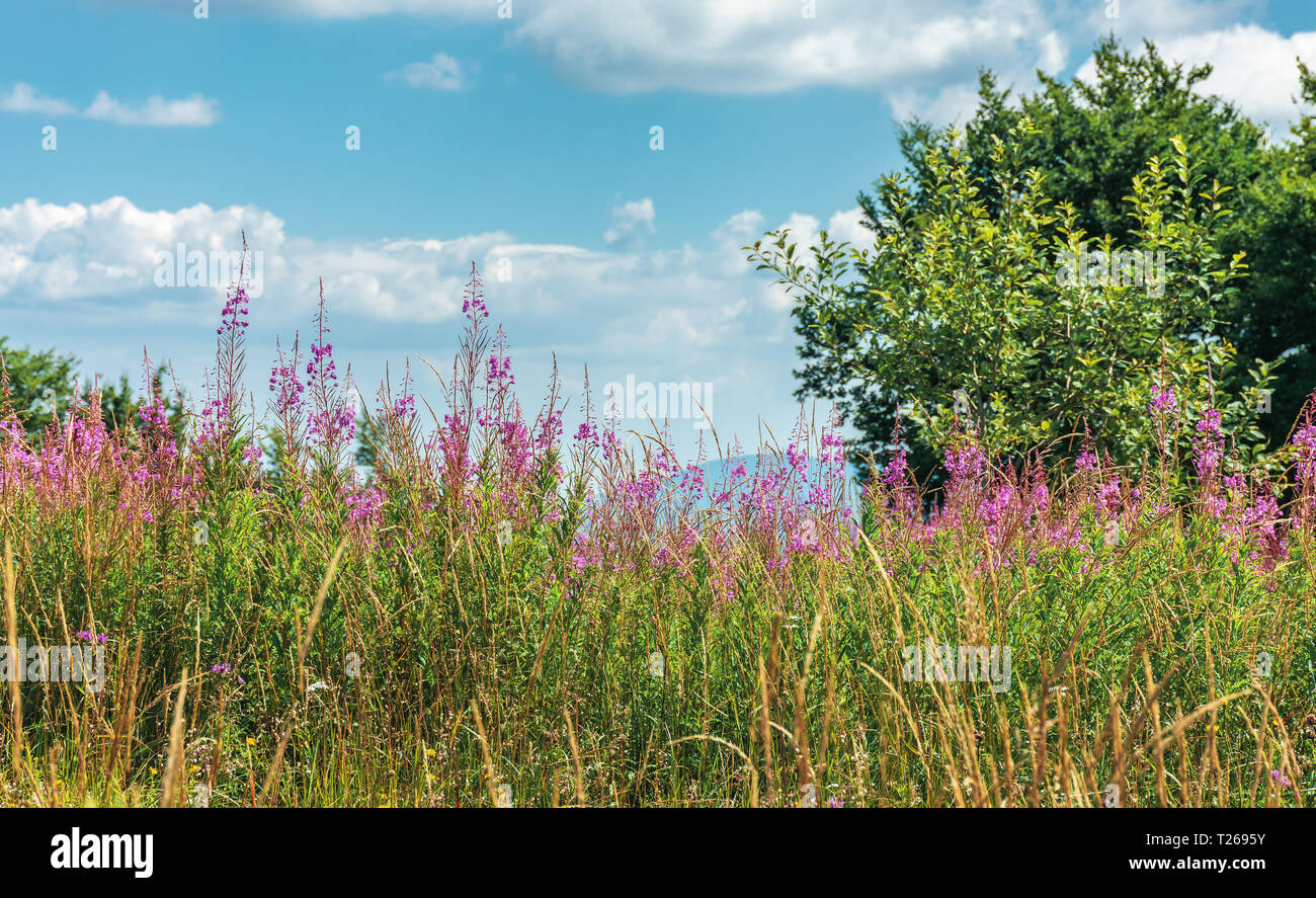 Fireweed piante sul margine della foresta. splendida estate meteo a mezzogiorno Foto Stock