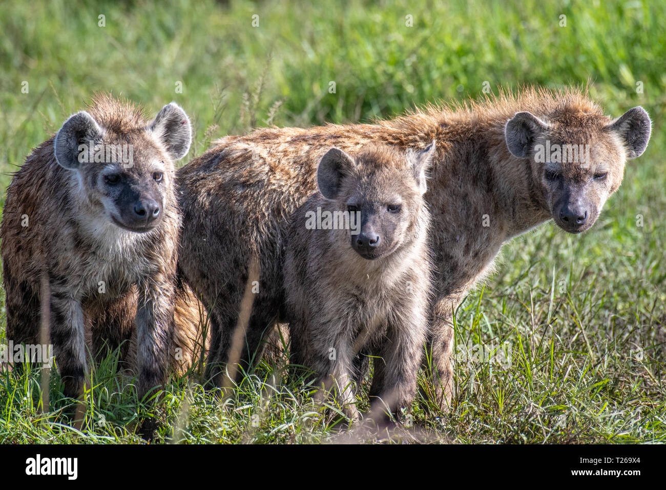 Avvistato iene (Crocuta crocuta), noto anche come il ridere iena Masai Mara riserva nazionale,Kenya. Foto Stock