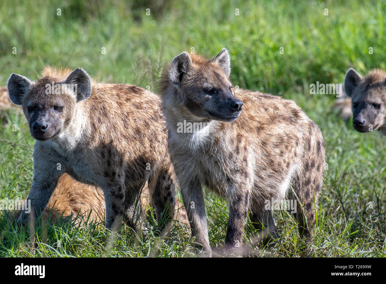 Un pacco di iene maculate (Crocuta crocuta), noto anche come il ridere iena Masai Mara riserva nazionale,Kenya. Foto Stock