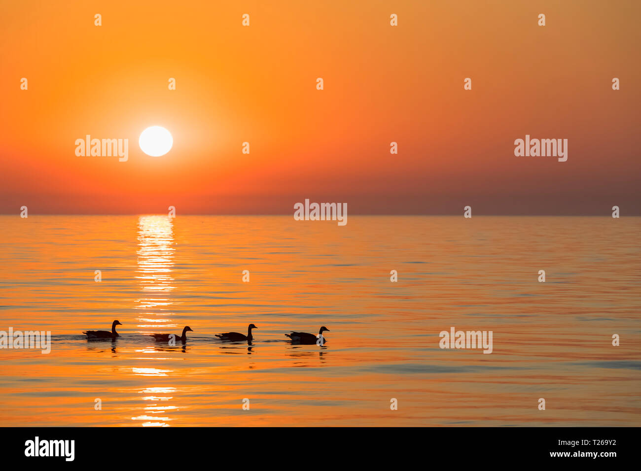 Stati Uniti d'America, Illinois, Chicago, il lago Michigan, Oche del Canada di sunrise Foto Stock