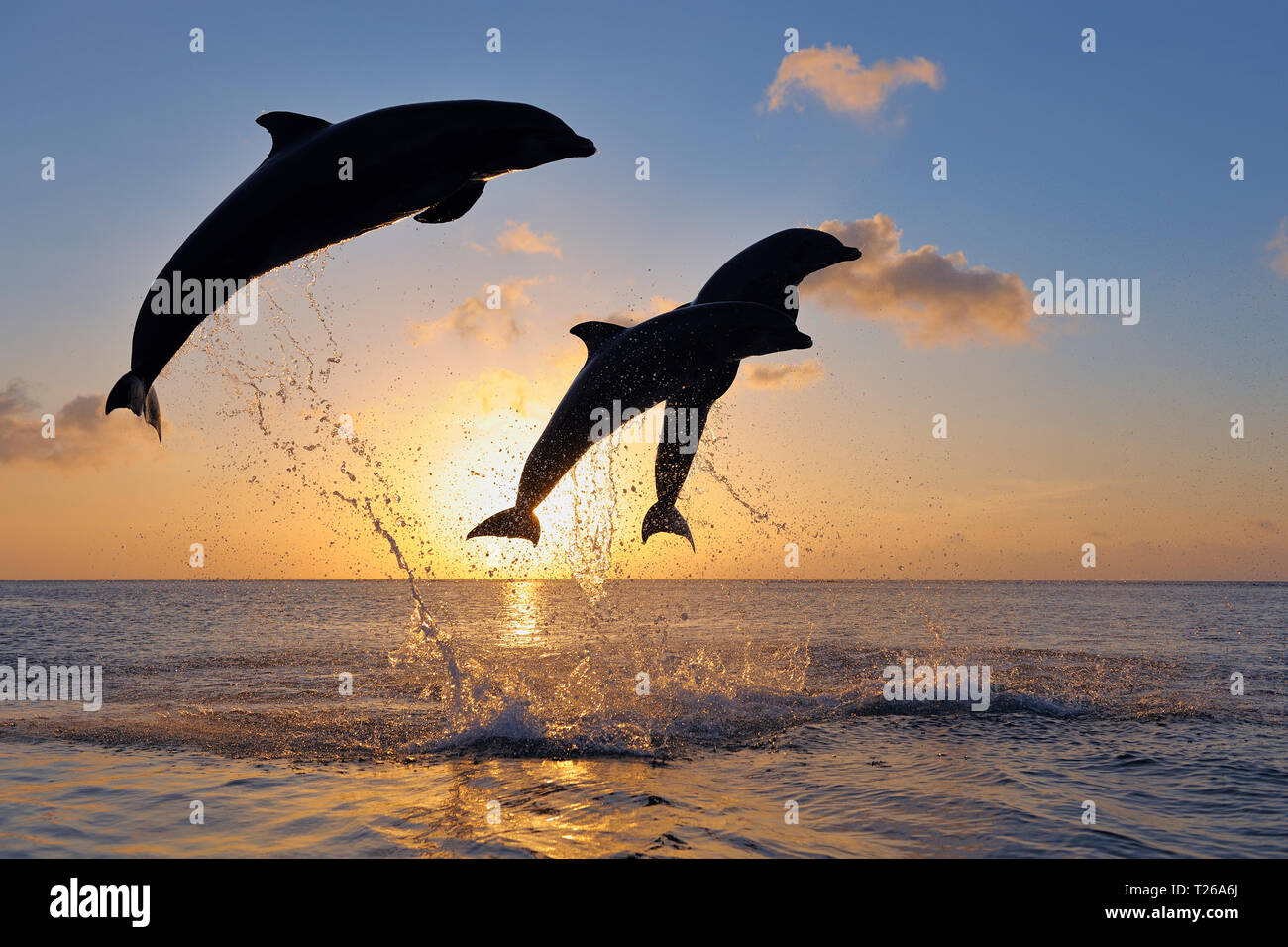 Il tursiope o delfino maggiore (Tursiops truncatus) jumping in mare al tramonto. Mar dei Caraibi, Roatan, isole di Bay, Honduras, America Latina. Foto Stock