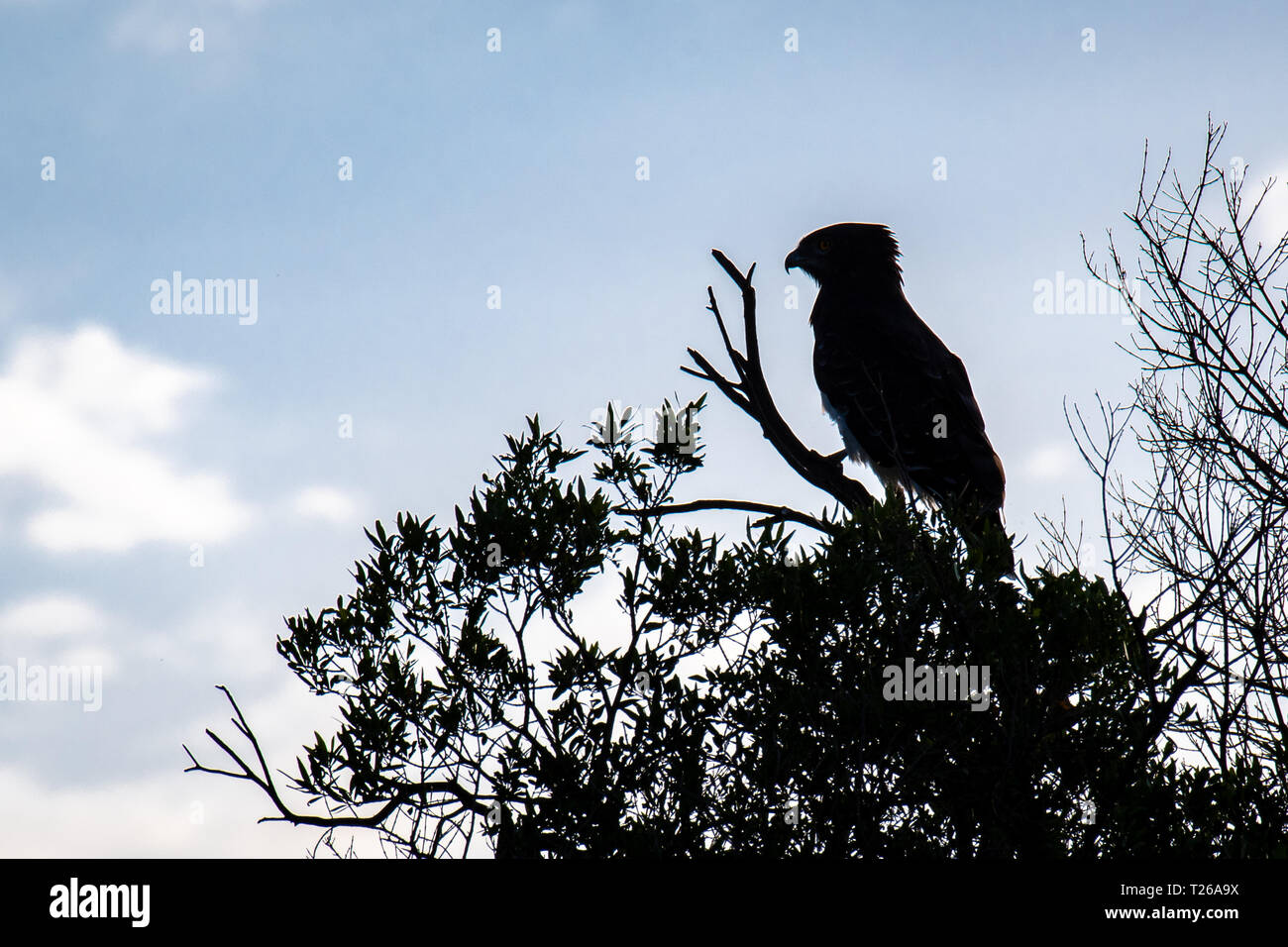Il Masai Mara, Kenya - Nero Chested Snake eagle nel profilo Foto Stock