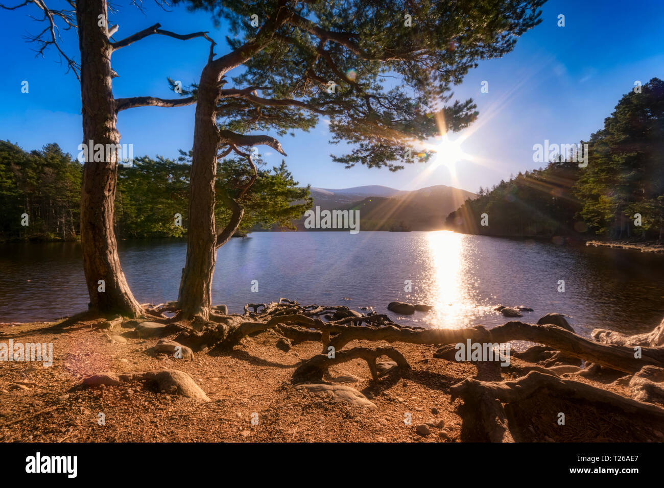 Regno Unito, Scozia, altopiani, Cairngorms National Park, Loch un Eilean, inverno Foto Stock