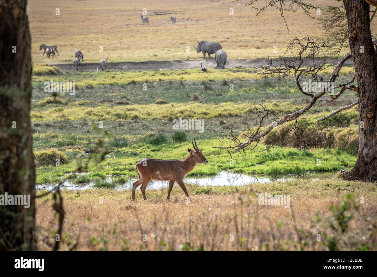 Waterbuck (Kobus ellipsiprymnus),Nakuru National Park, Kenya Foto Stock
