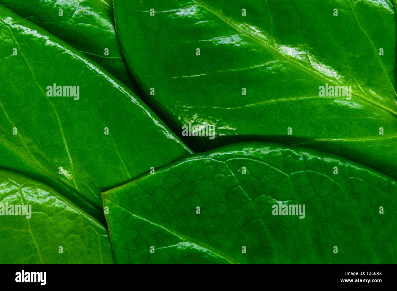 Vista ravvicinata di verde gemma di Zanzibar lascia lo sfondo Foto Stock