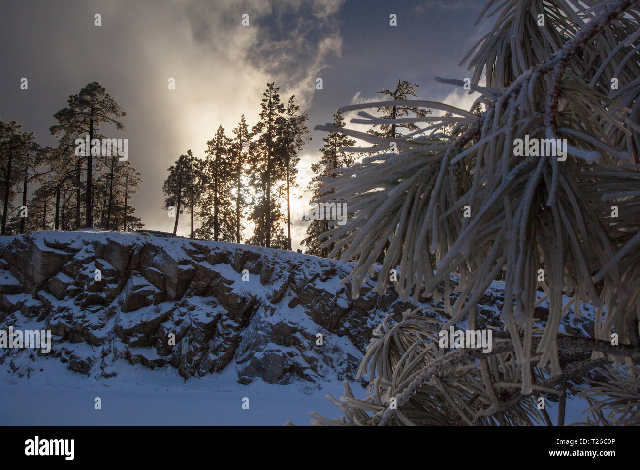 Mount Lemmon Pima County, Arizona, Stati Uniti d'America Foto Stock