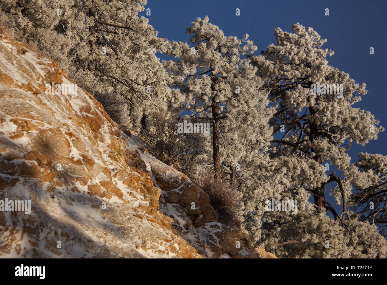 Mount Lemmon Pima County, Arizona, Stati Uniti d'America Foto Stock