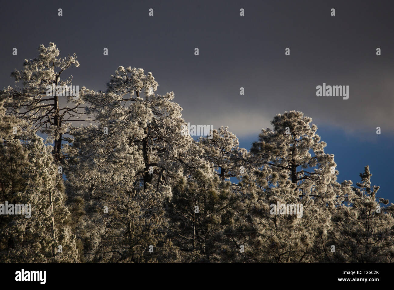 Mount Lemmon Pima County, Arizona, Stati Uniti d'America Foto Stock
