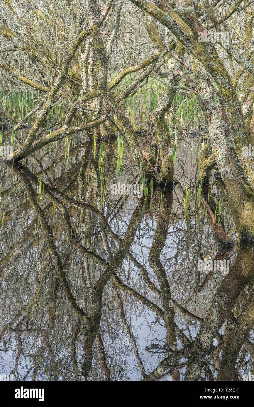 Albero sommerso da inondazione d'acqua / palude boschiva. Scaricare la metafora della palude. Riflessi dell'albero, alberi riflessi nell'acqua, metafora di cattura del carbonio. Foto Stock