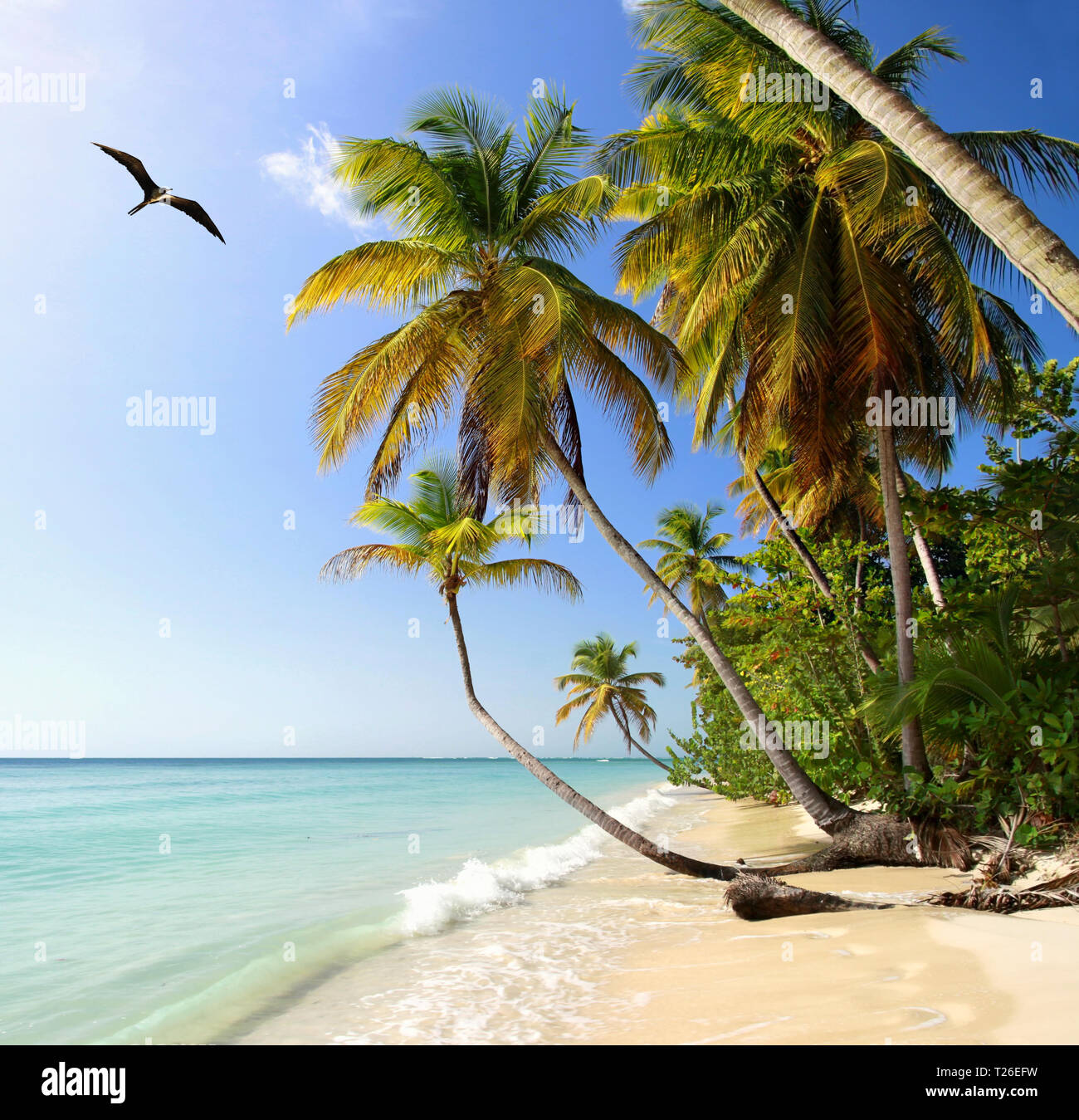 Palm Beach vicino a Pigeon Point (Tobago, West Indies) con Frigatebird Foto Stock