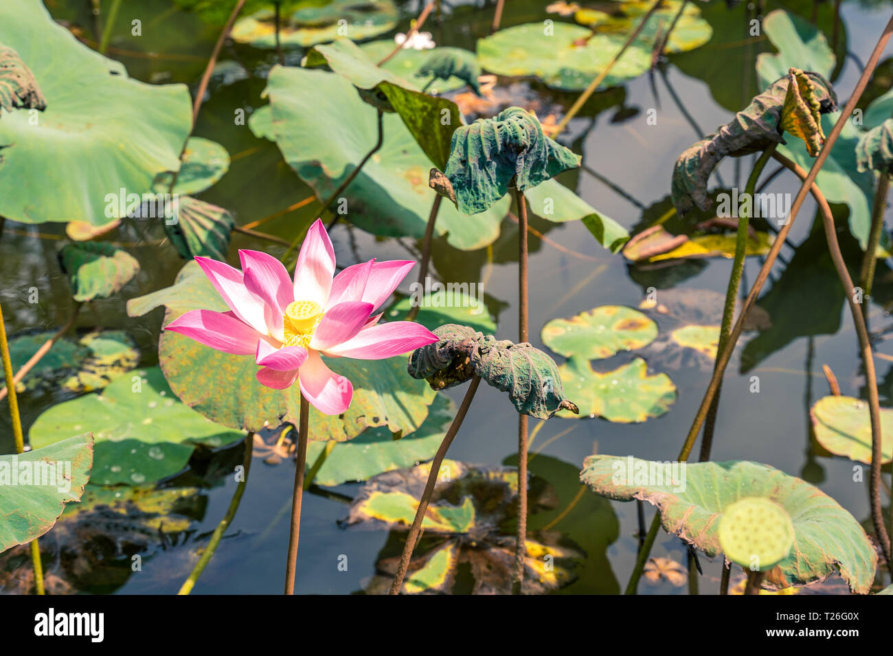 Nelumbo nucifera flower, noto anche come Indian lotus, sacro lotus, fagiolo di India, fagiolo egiziano o semplicemente lotus. Foto Stock