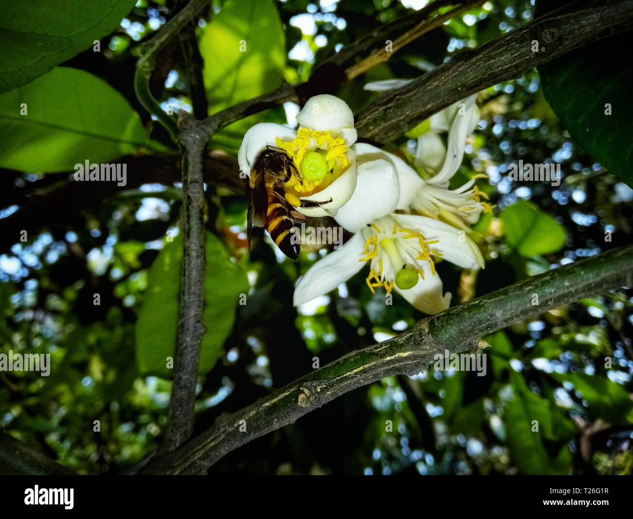 Fiore del Bangladesh. Blur sullo sfondo fiore. Foto Stock