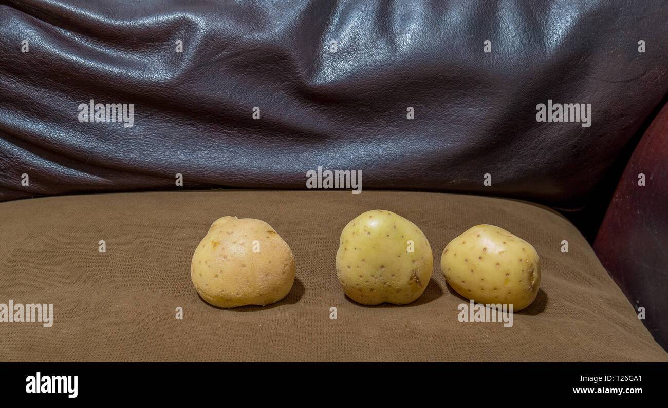 Tre Patate fresche isolate su un lettino di marrone in una immagine di casa con spazio di copia in formato orizzontale Foto Stock