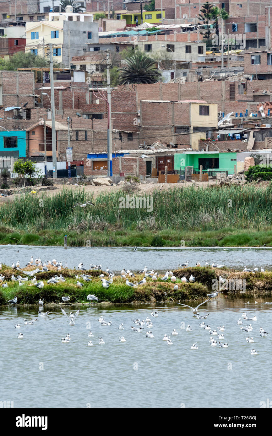 Los Pantanos de Villa Wildlife Refuge,acquatica di uccelli, Lima, Peru.invasione del naturale zona riservata dagli esseri umani. Foto Stock