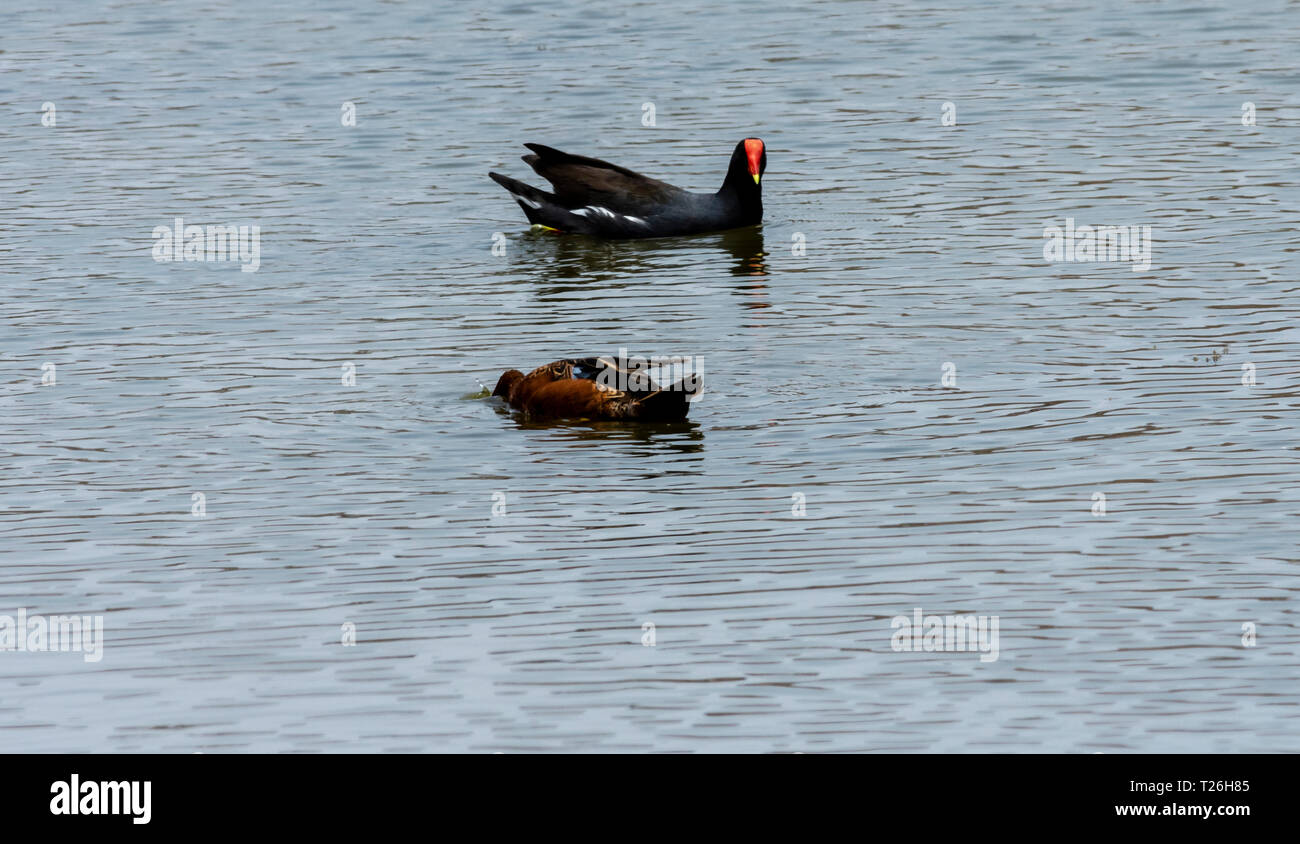 Los Pantanos de Villa Wildlife Refuge,acquatica di uccelli, Lima, Peru.Folaga andina rosso fiammante morph (Fulica ardesiaca) Foto Stock