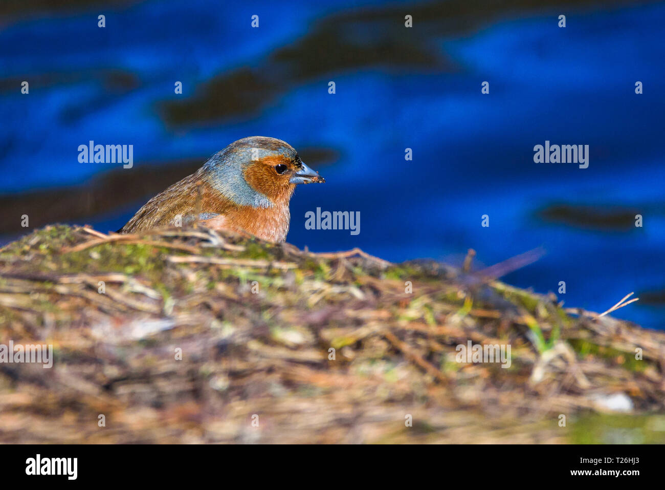 Comune di sesso maschile (fringuello Fringilla coelebs) uccello vicino al lago, durante la soleggiata giornata di primavera. Bella la luce del sole. Foto Stock