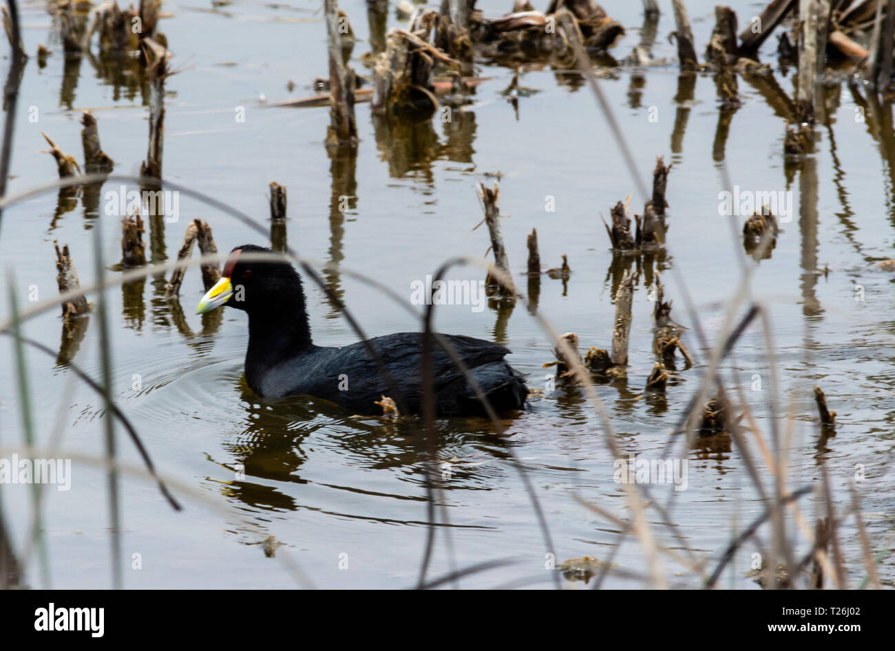 Los Pantanos de Villa Wildlife Refuge,acquatica di uccelli, Lima, Peru.Folaga andina rosso fiammante morph (Fulica ardesiaca) Foto Stock