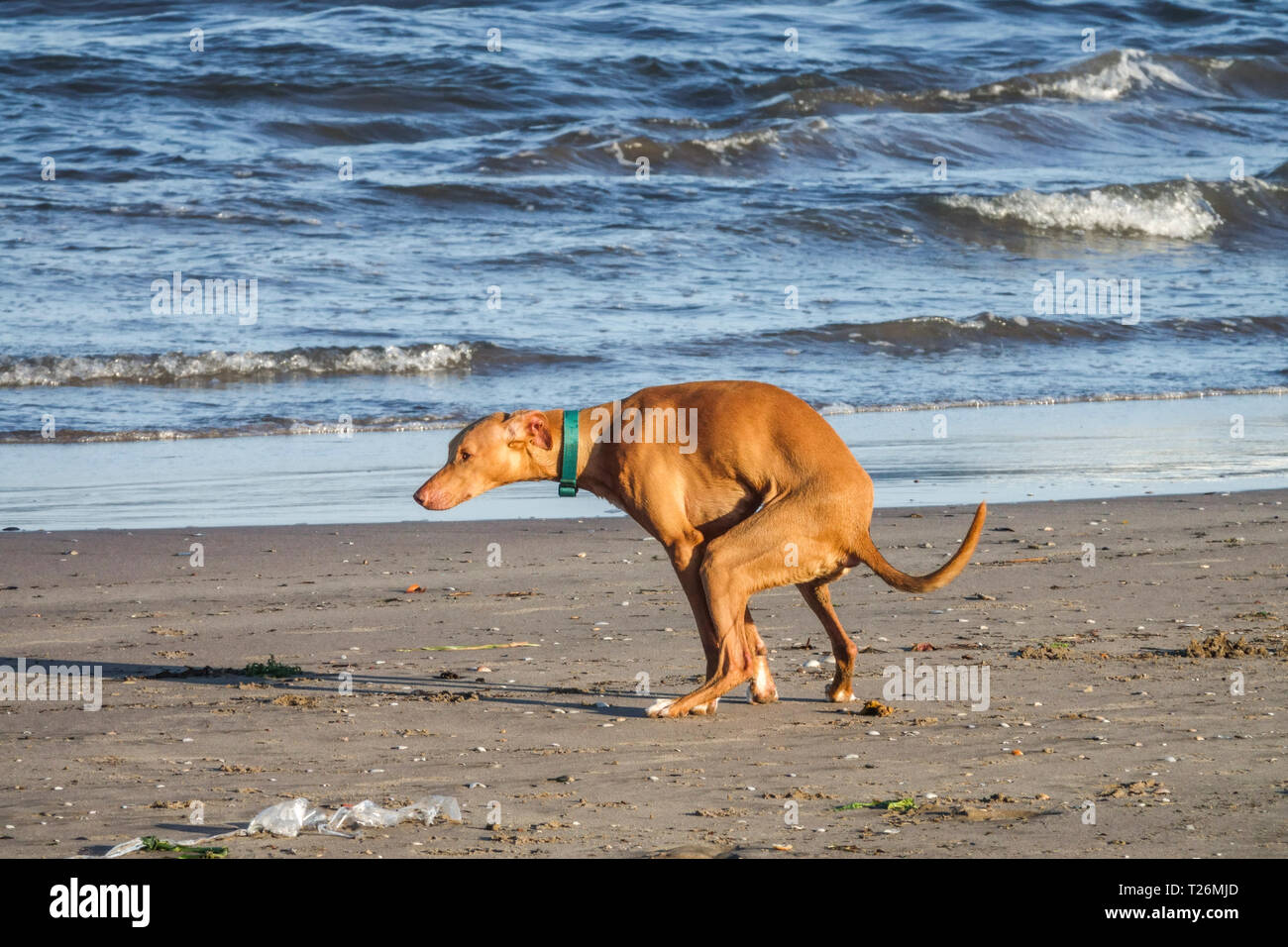 Cane pooping sulla spiaggia, Valencia Spagna mare Foto Stock