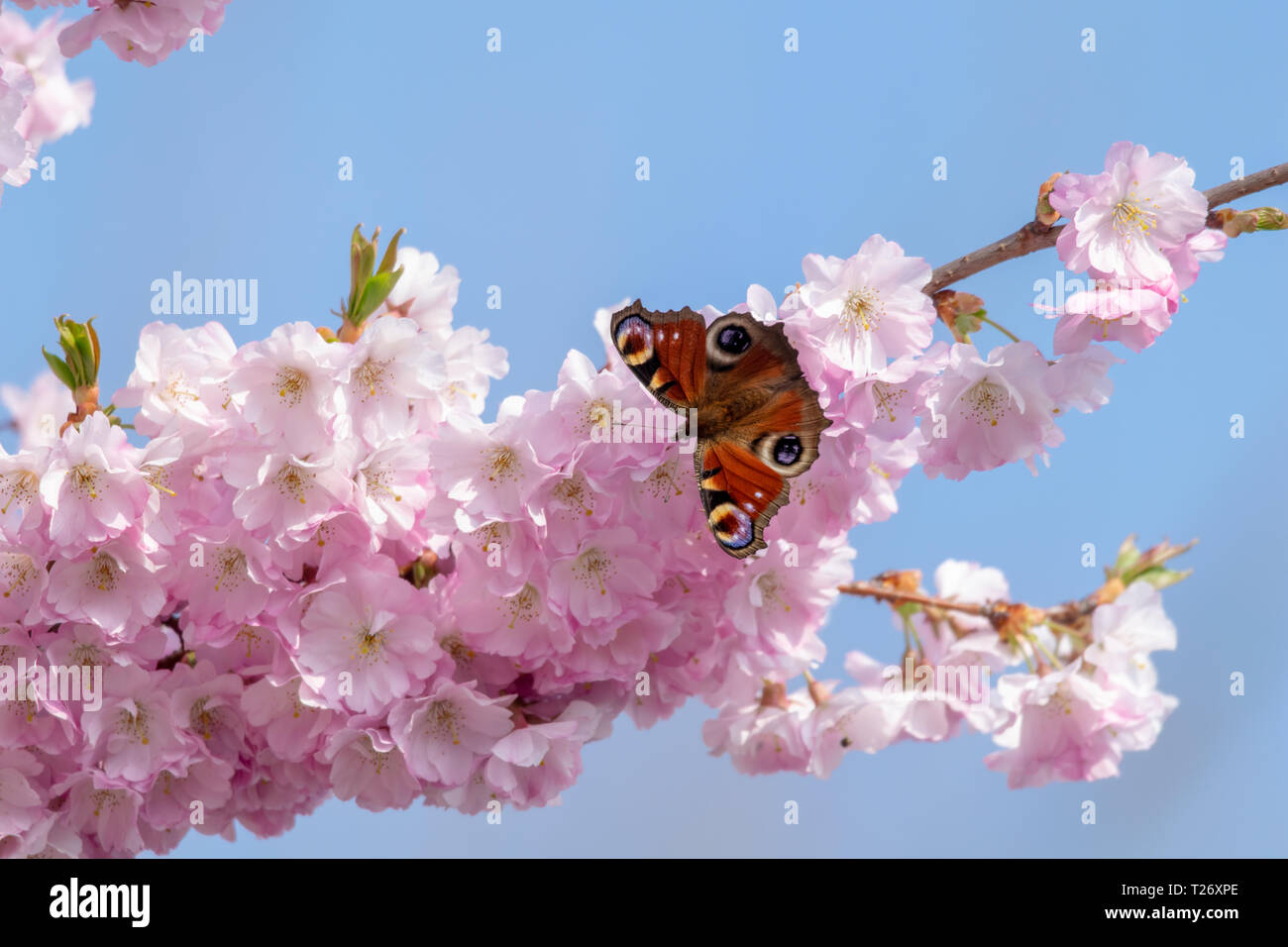 Farfalla pavone per raccogliere il polline dal fiore di ciliegio albero come le esperienze del Regno Unito insolitamente caldo alla fine di marzo Foto Stock
