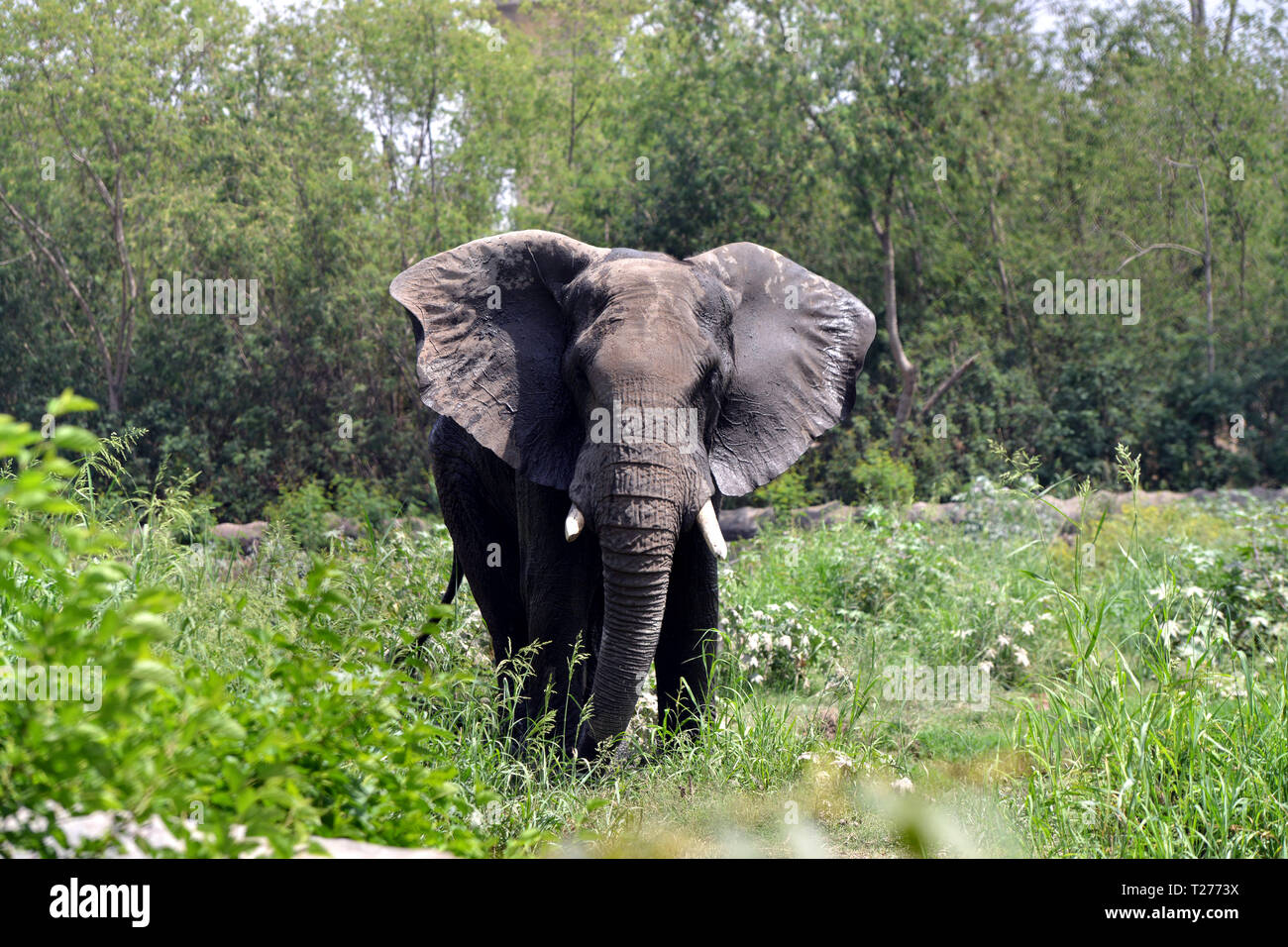 New Delhi, India. 30 Mar, 2019. Un elefante africano è visto nel suo involucro di Delhi Zoo di New Delhi, in India, il 30 marzo 2019. Credito: Partha Sarkar/Xinhua/Alamy Live News Foto Stock