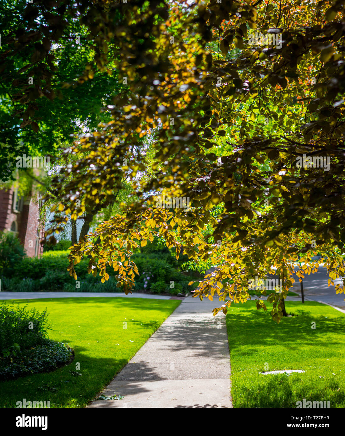 Il percorso verso il basso un albero riempito vicolo Foto Stock