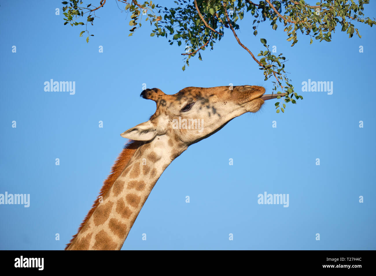 Profilo testa colpo di South African Giraffe contro il cielo blu fino ad arrivare a mangiare verdure fresche foglie. Il timone è fuori Foto Stock