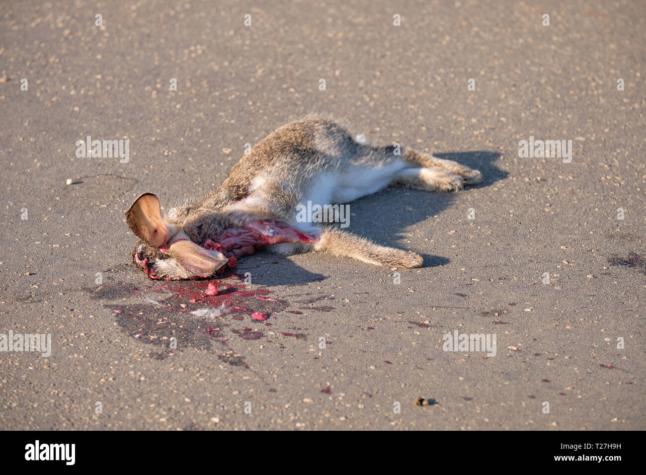 Lepre roadkill su strada asfaltata. Animale è stato colpito a livello del capo, ma ha ancora le orecchie bloccata Foto Stock
