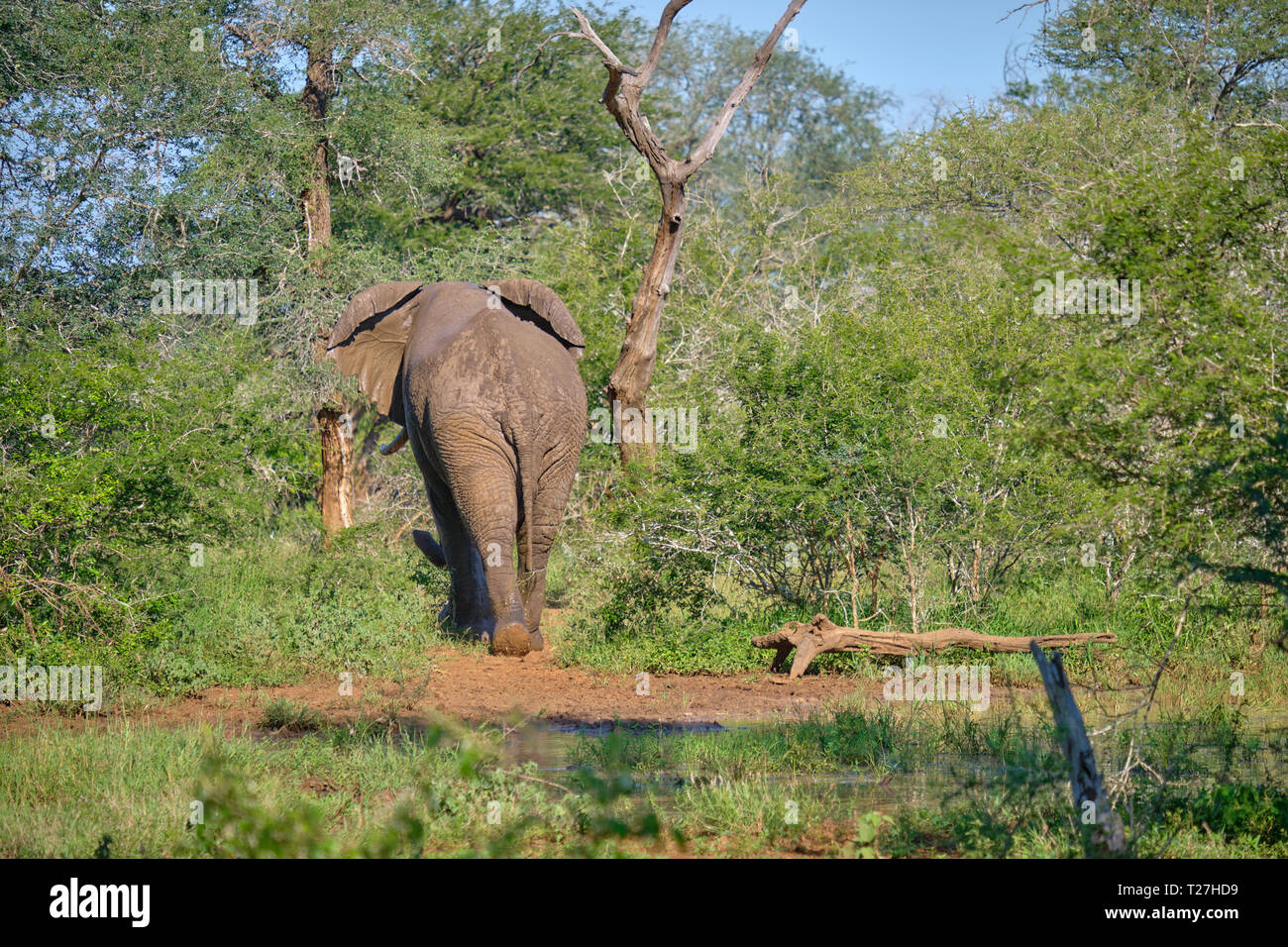 Un solitario bull bush africano Elefante a piedi da un waterhole, in un lussureggiante paesaggio verde Foto Stock