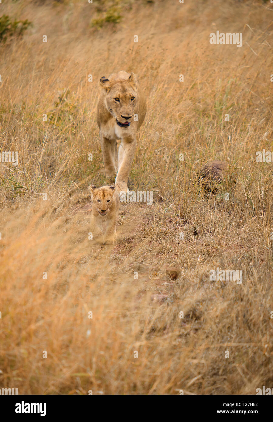 La madre e il Lion cub camminando in marrone erba alta, perfettamente mimetizzati nella pianure africane Foto Stock
