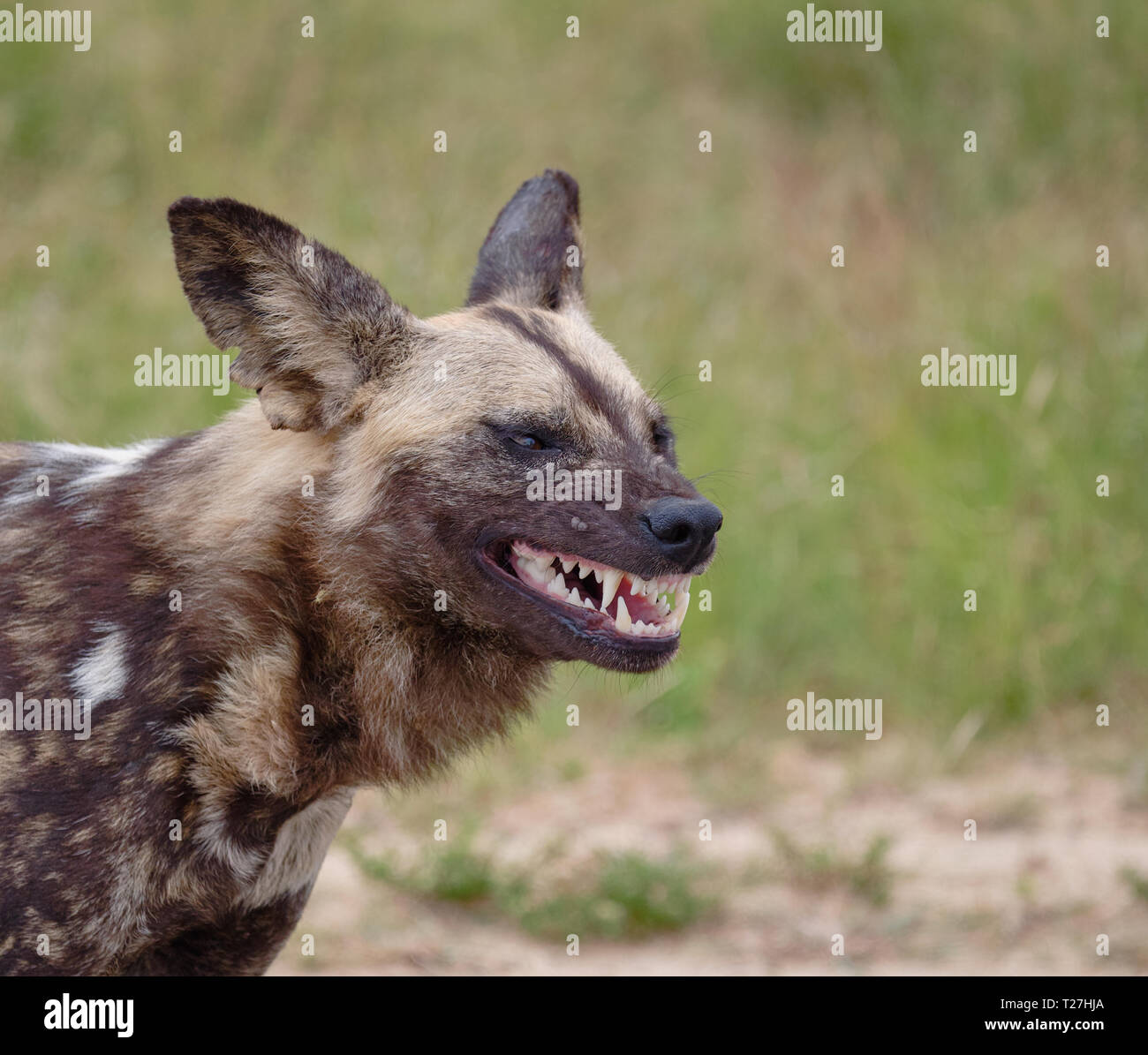 Lato testa il colpo di African Wild Dog con la bocca aperta baring minacciosi denti Foto Stock