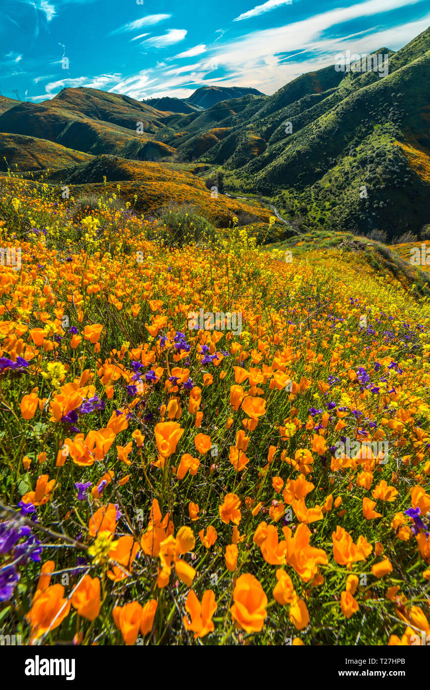 Marzo 15, 2019 - Lago di Elsinore, CA, Stati Uniti d'America - 'Super Bloom' California Poppies in Walker Canyon al di fuori del Lago di Elsinore, Riverside County, CA Foto Stock