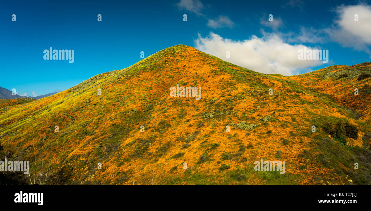 Marzo 15, 2019 - Lago di Elsinore, CA, Stati Uniti d'America - 'Super Bloom' California Poppies in Walker Canyon al di fuori del Lago di Elsinore, Riverside County, CA Foto Stock