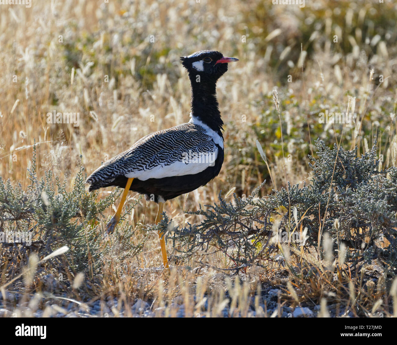 Bianco-quilled bustard conosciuto anche come nero settentrionale korhaan, il Parco Nazionale di Etosha, Namibia. Foto Stock