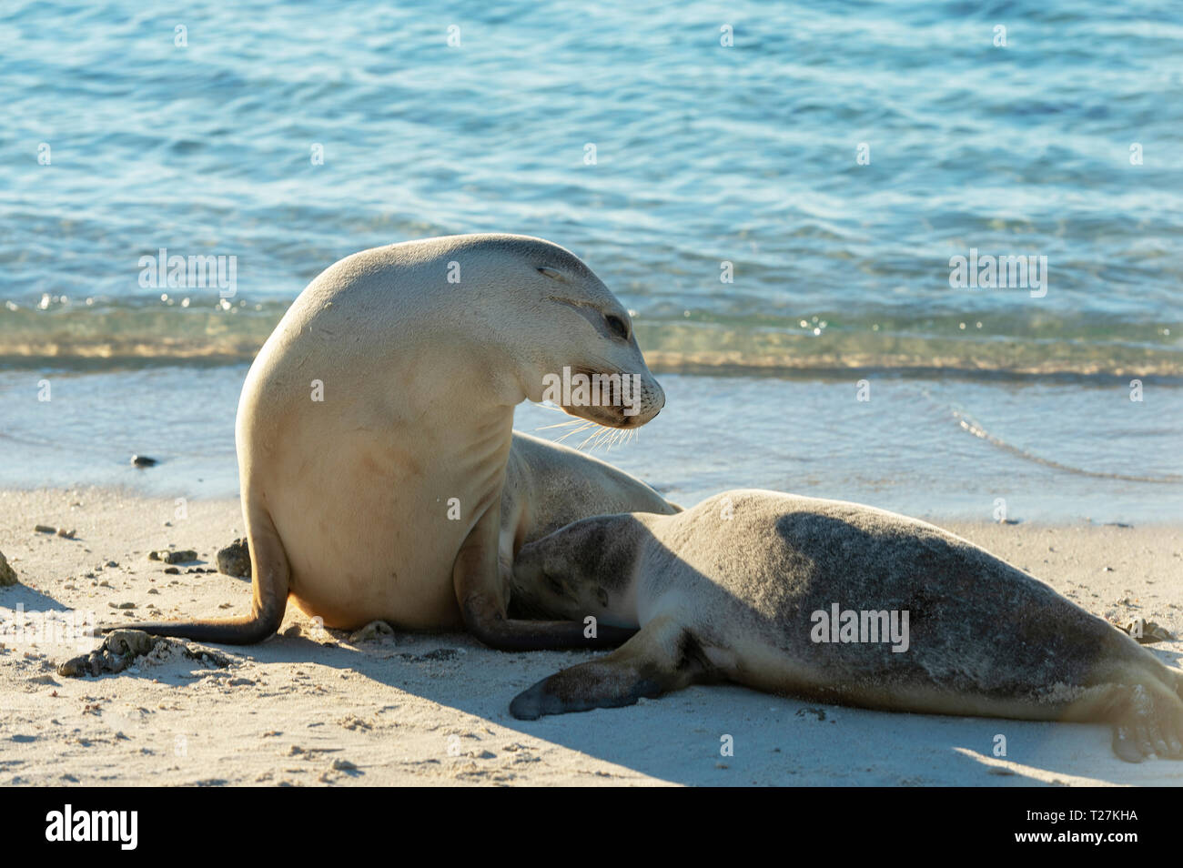 Un australiano di leoni di mare e il suo cucciolo sull isolotto alberato nel gruppo di Pasqua del Houtman Abrolhos. Il Houtman Abrolhos isole si trovano a 60 chilometri off th Foto Stock