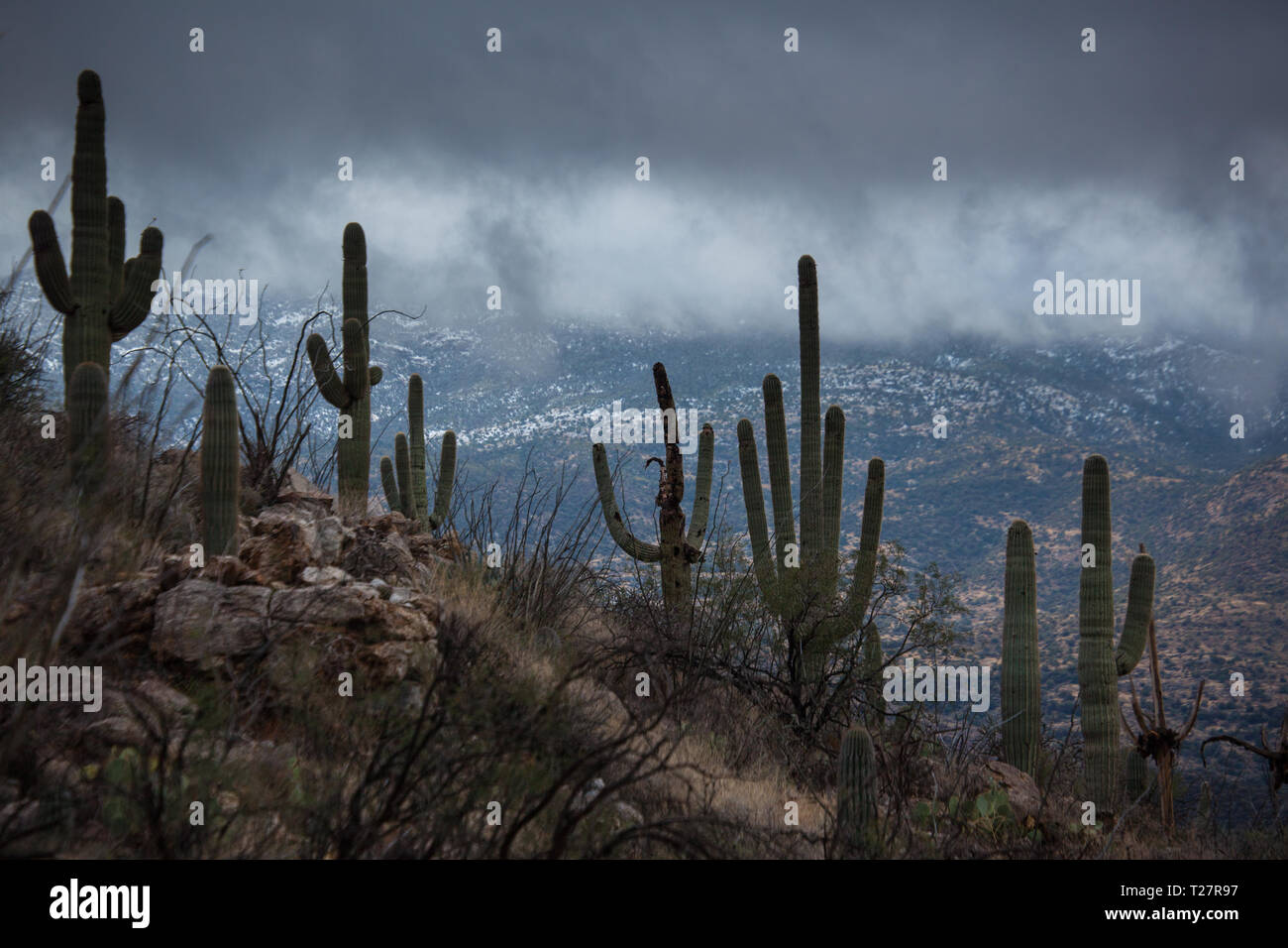 Pass Redington Pima County, Arizona, Stati Uniti d'America Foto Stock