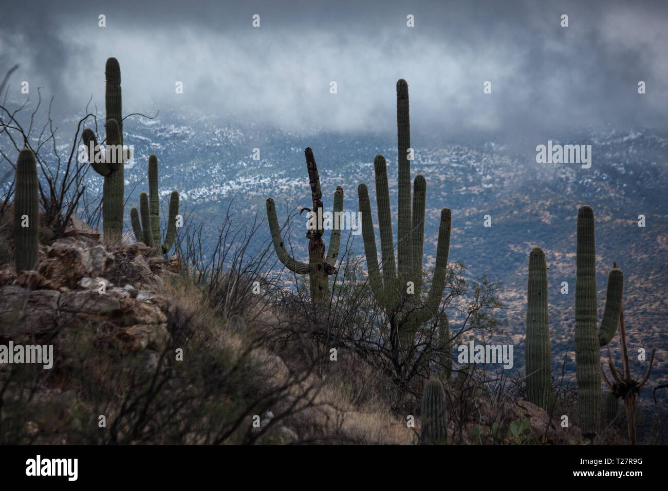 Pass Redington Pima County, Arizona, Stati Uniti d'America Foto Stock