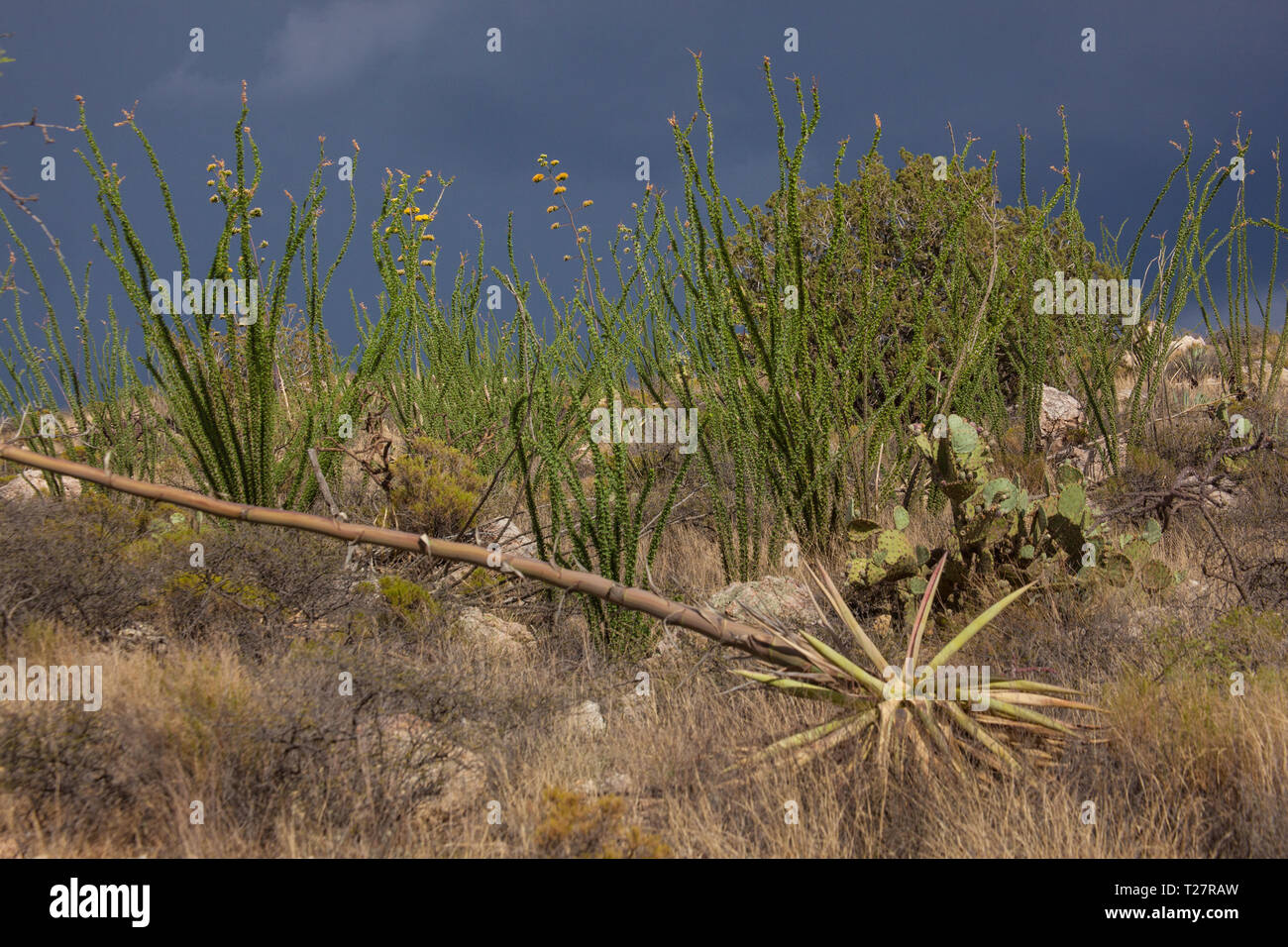 Sonoita, Santa Cruz County, Arizona, Stati Uniti d'America Foto Stock