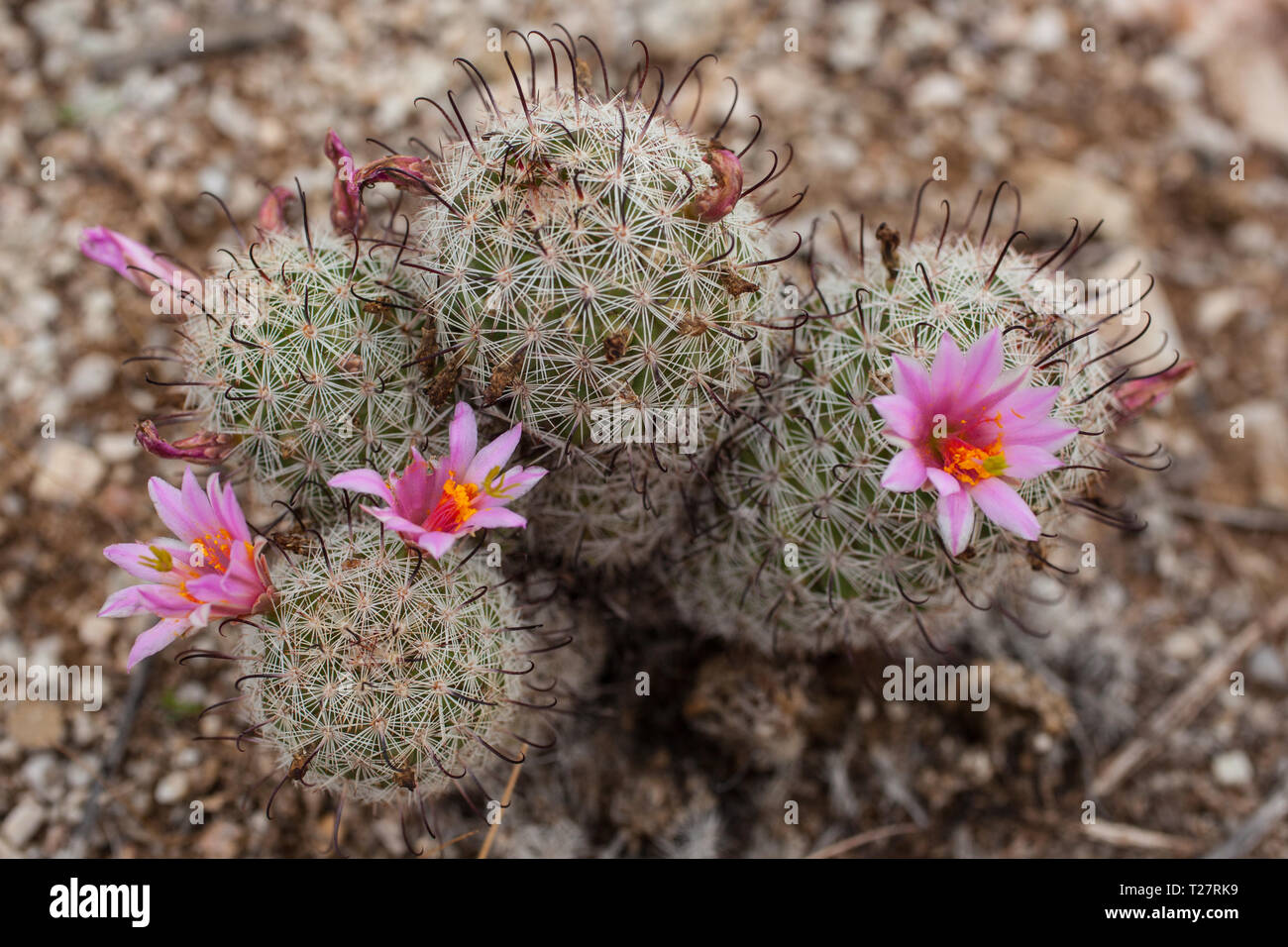 Perché Pima County, Arizona, Stati Uniti d'America Foto Stock